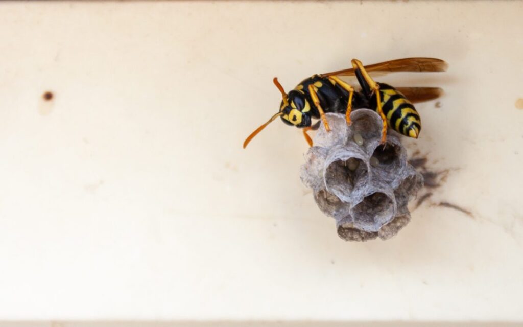 Oakville Wasp and Bee Removal