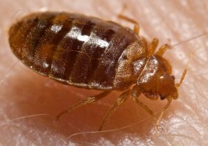 bed bug exterminator Toronto 