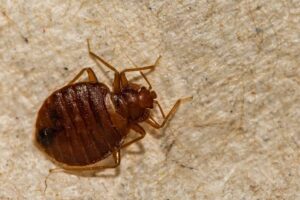 chart showing the best bed bug exterminator toronto